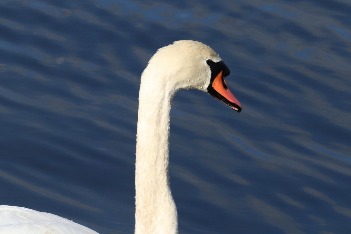 Höckerschwan - ML646532662