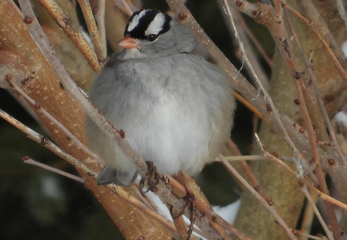 Dachsammer - ML646532663