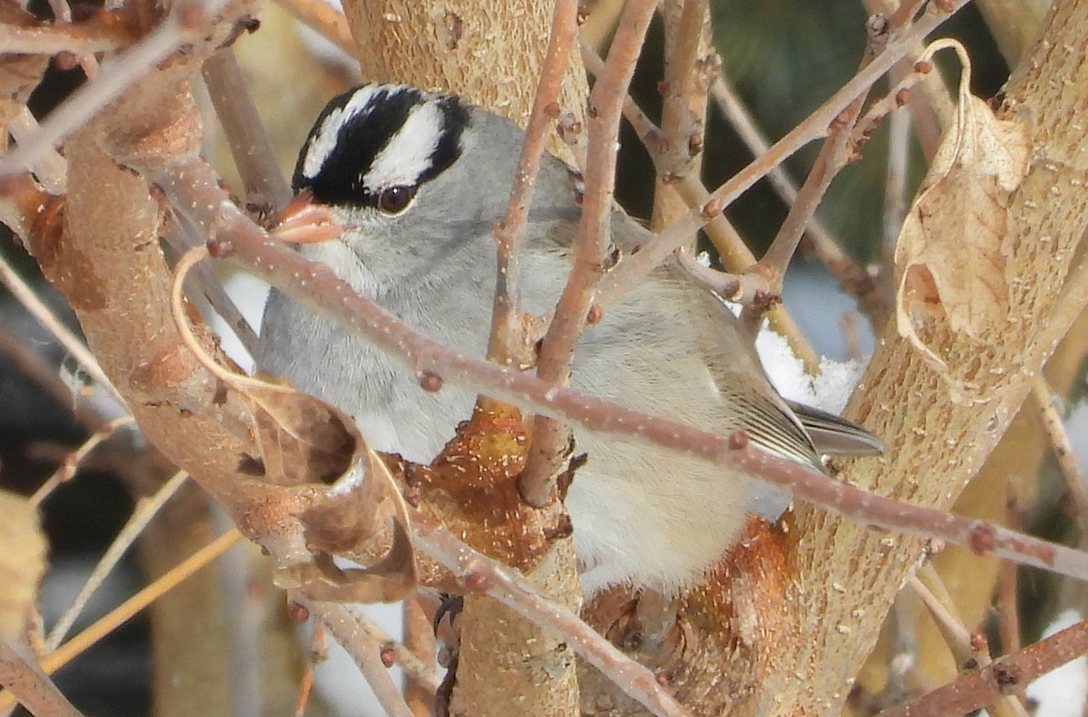 Dachsammer - ML646532664