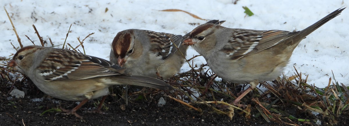 Dachsammer - ML646532665