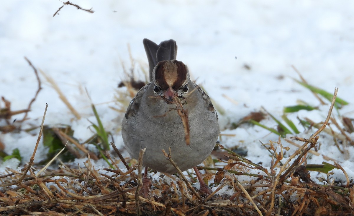 Dachsammer - ML646532666