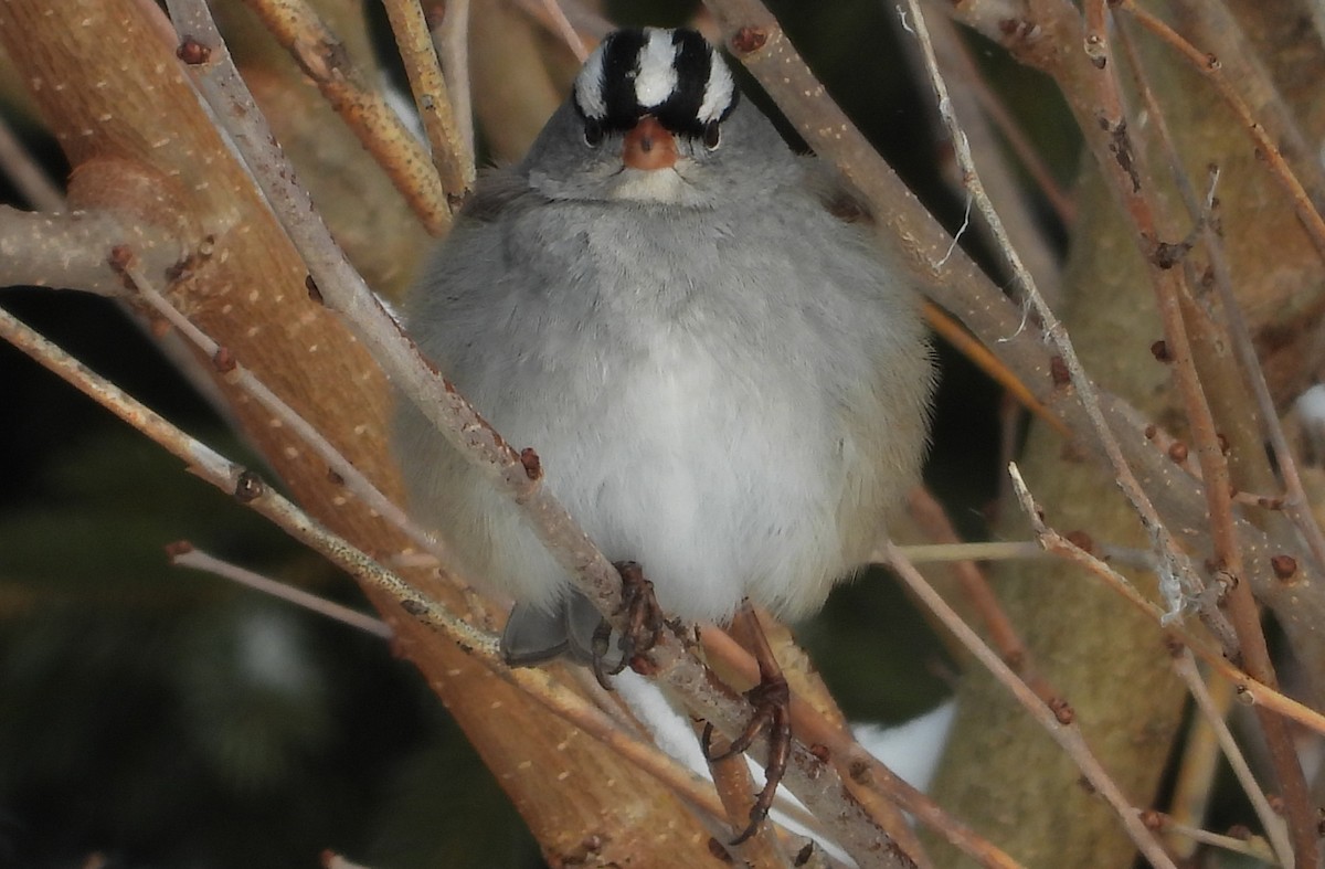 Dachsammer - ML646532667