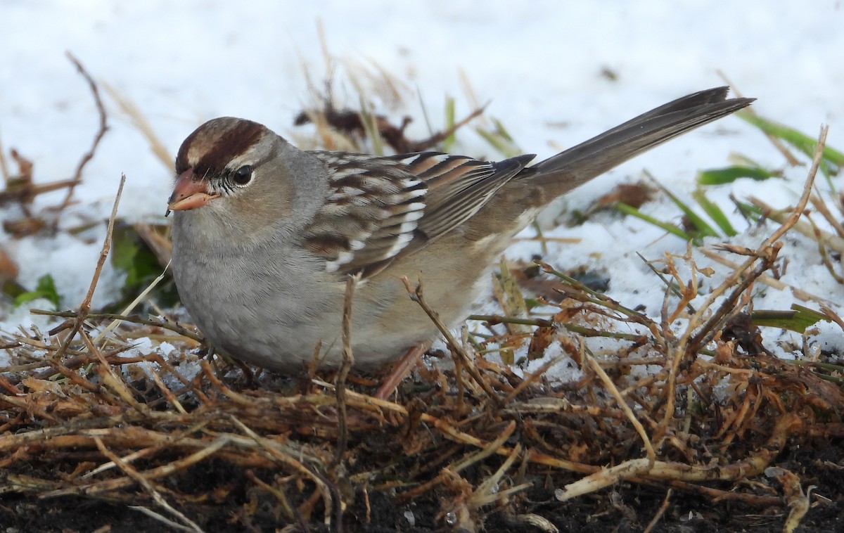 Dachsammer - ML646532668