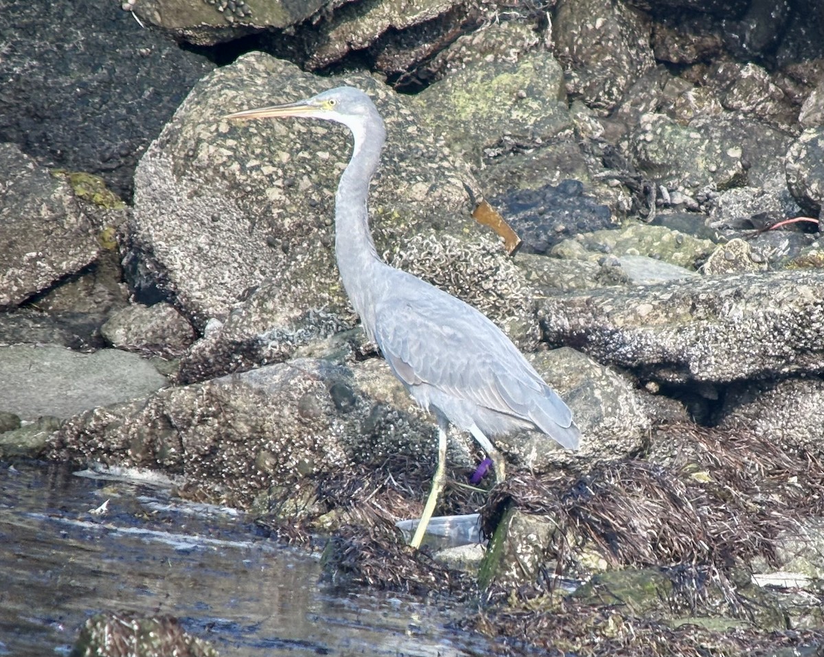 Küstenreiher - ML646532669