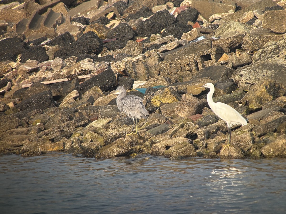 Küstenreiher - ML646532670