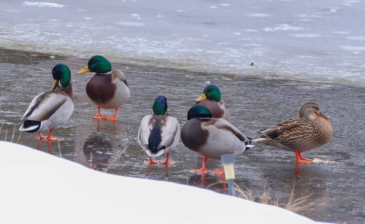 Canard colvert - ML646532671