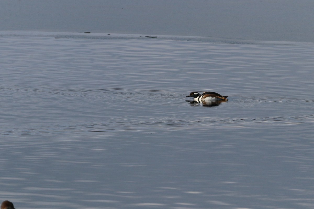 Kappensäger - ML646532672