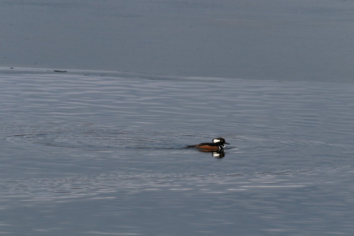 Kappensäger - ML646532673