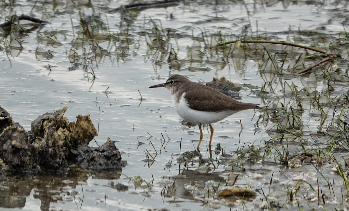 Drosseluferläufer - ML646532676