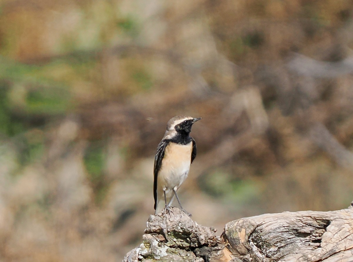 Nonnensteinschmätzer - ML646532677