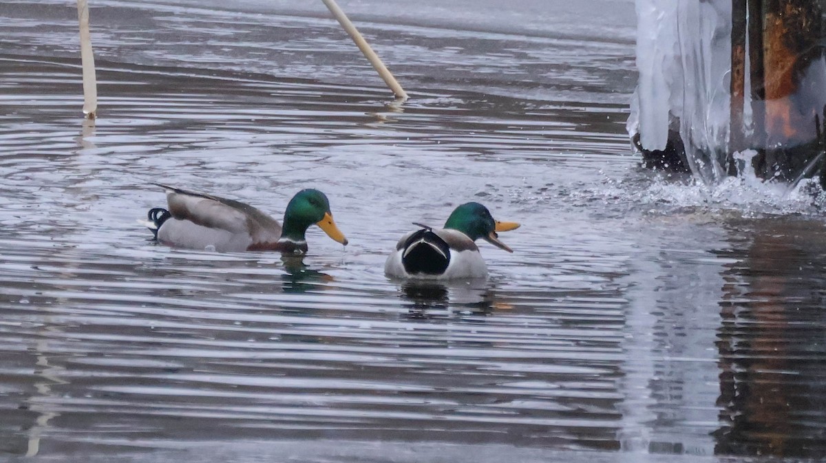 Canard colvert - ML646532679