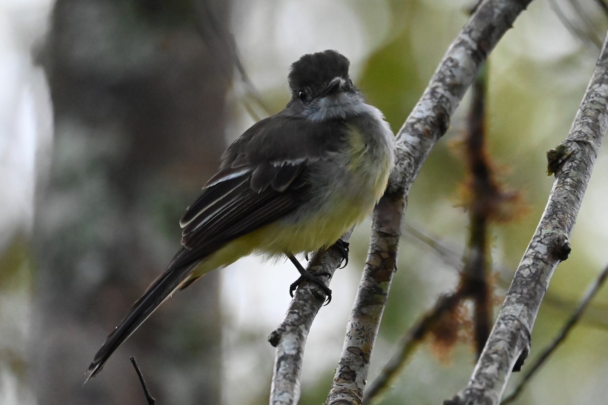 Pale-edged Flycatcher - ML646532680