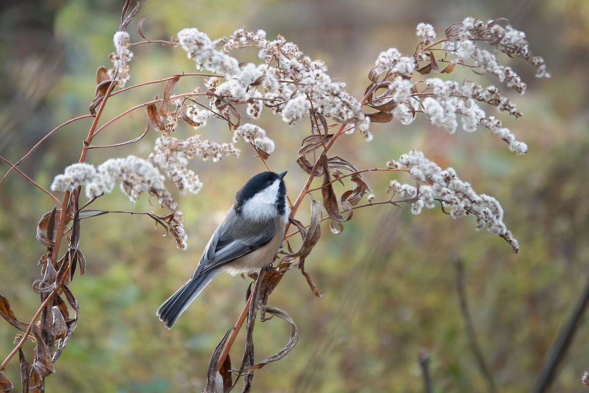 Mésange à tête noire - ML646532683