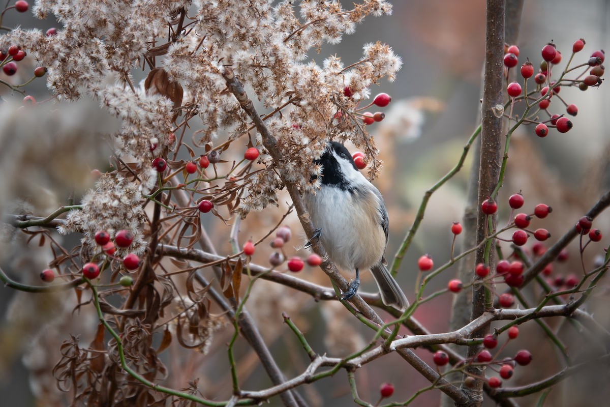 Mésange à tête noire - ML646532684