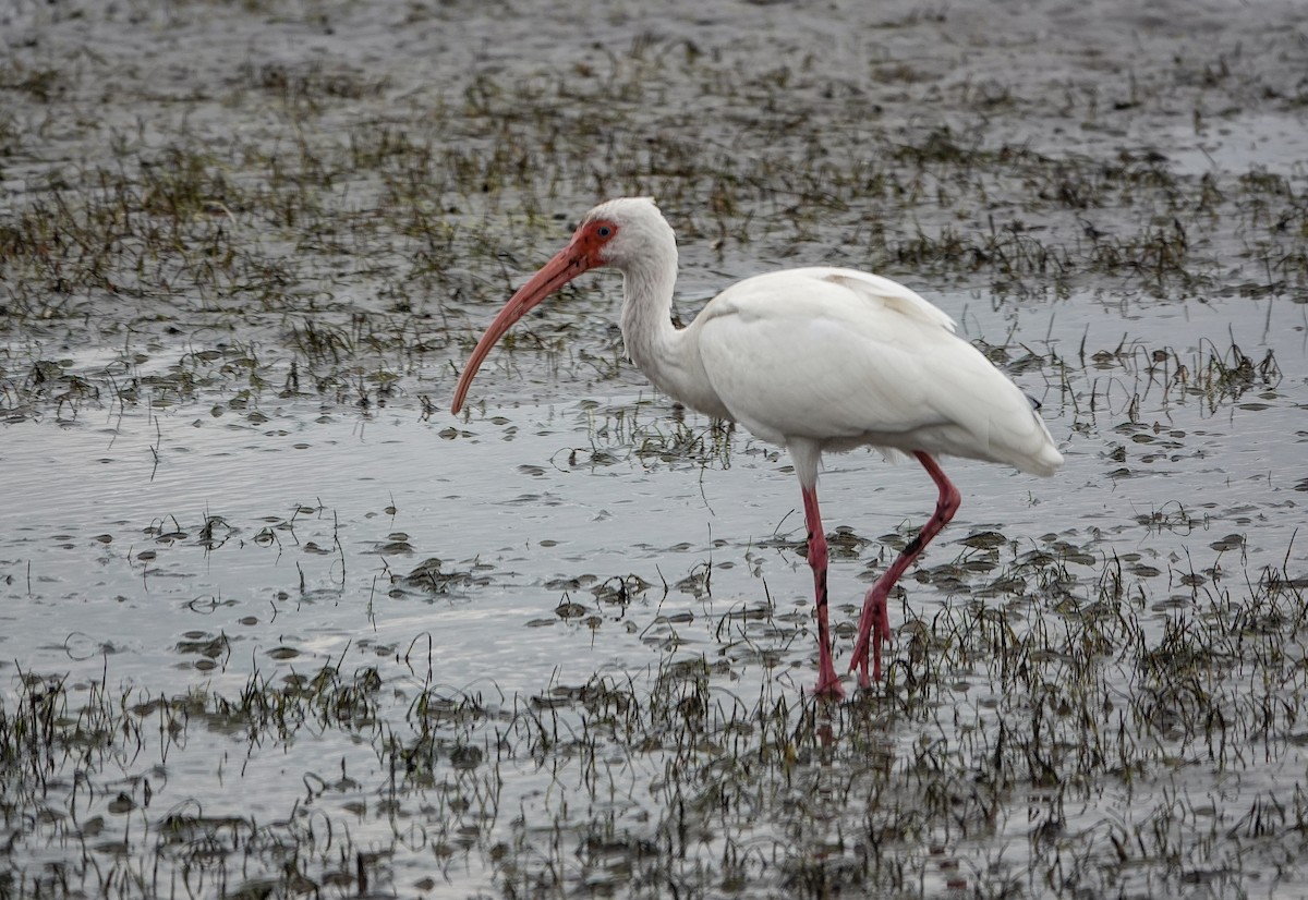 White Ibis - ML646532685