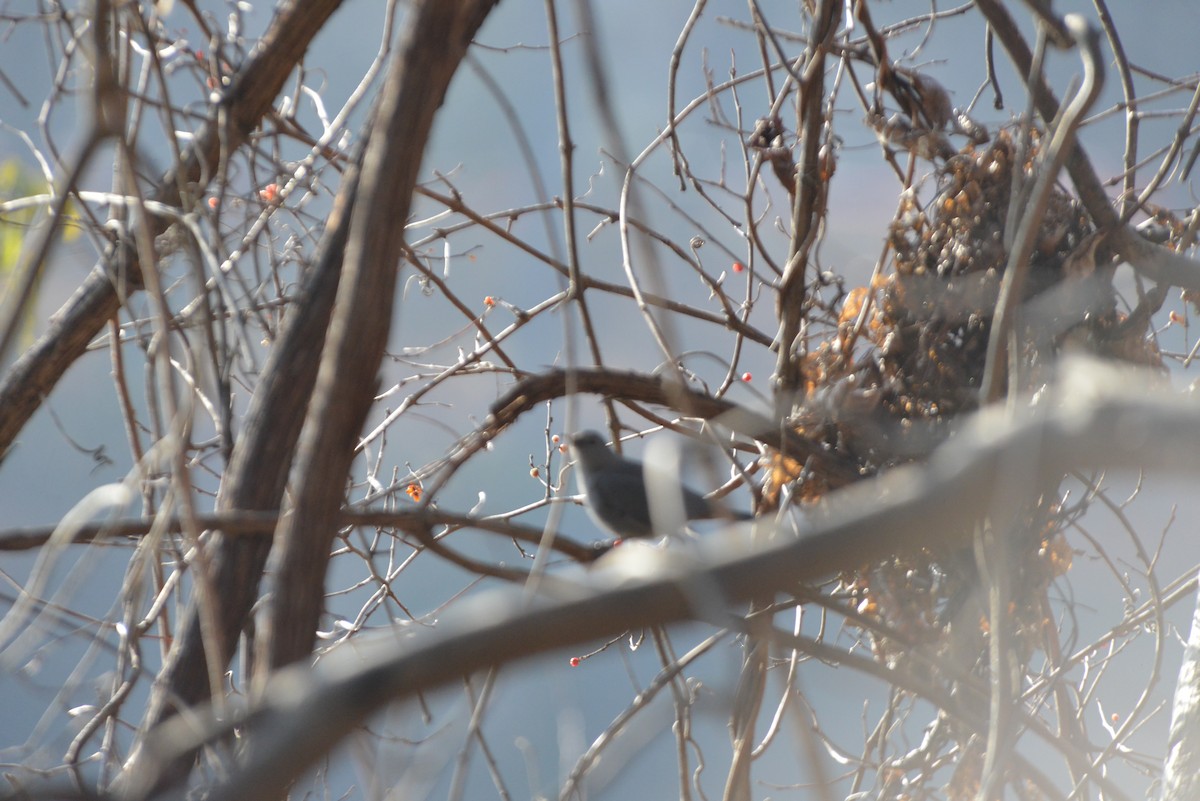 Gray Catbird - ML646532686