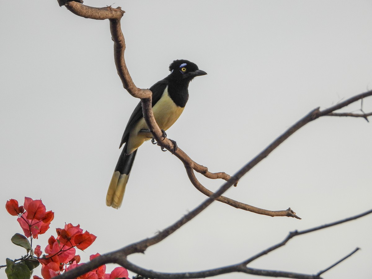 Geai acahé - ML646532689