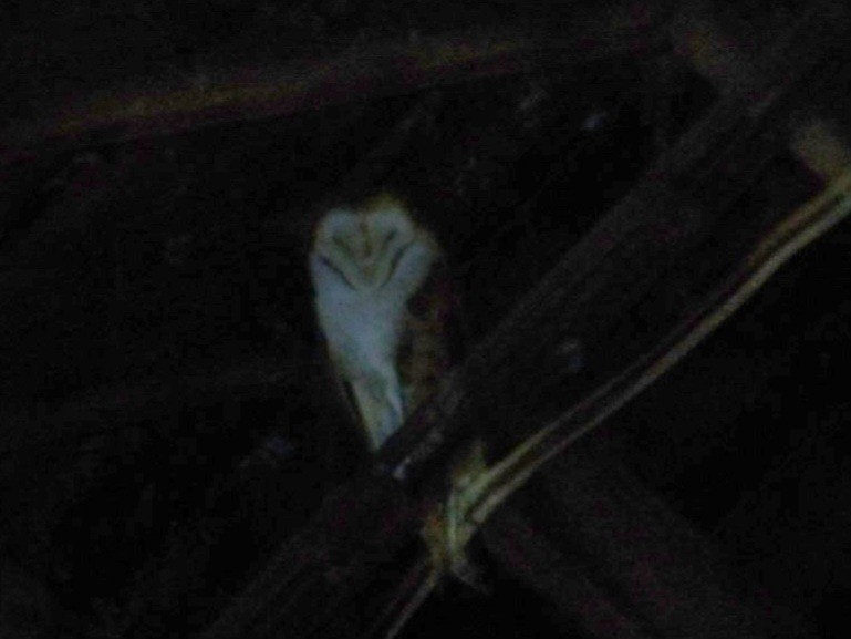 American Barn Owl - ML646532691