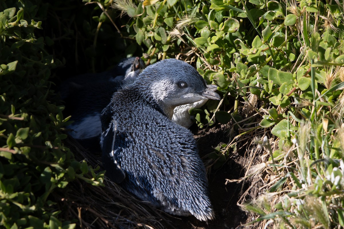 Little Penguin - ML646532694