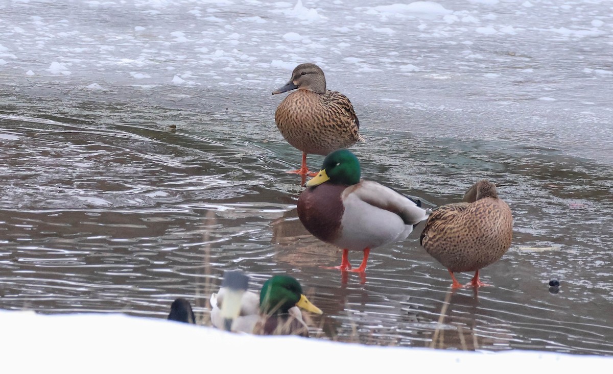 Canard colvert - ML646532695