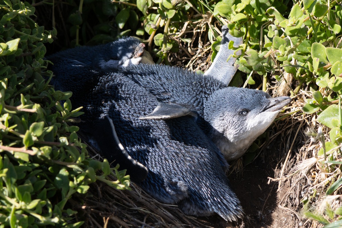 Little Penguin - ML646532696