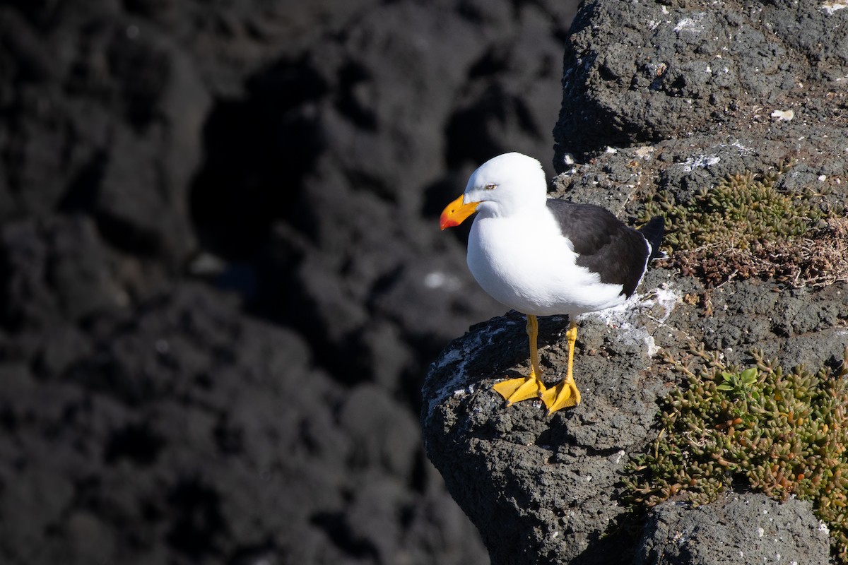 Pacific Gull - ML646532697