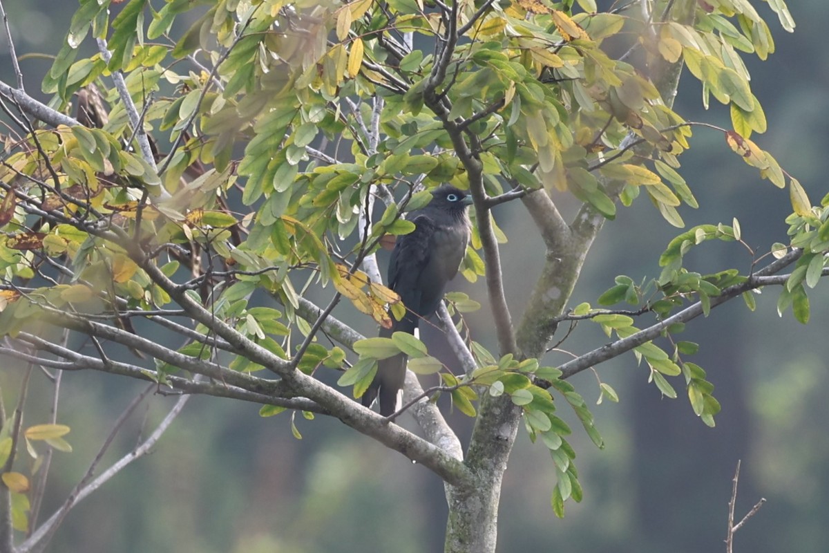 Blue-faced Malkoha - ML646532698