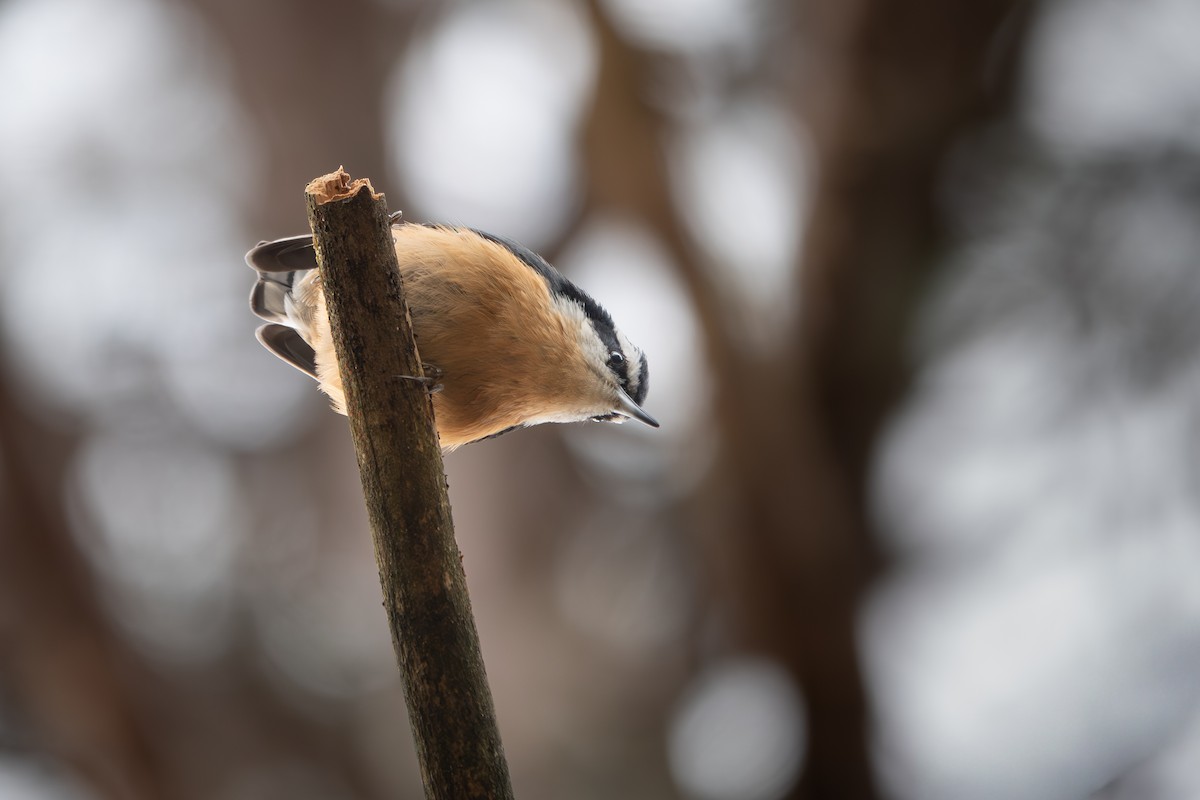 Sittelle à poitrine rousse - ML646532699