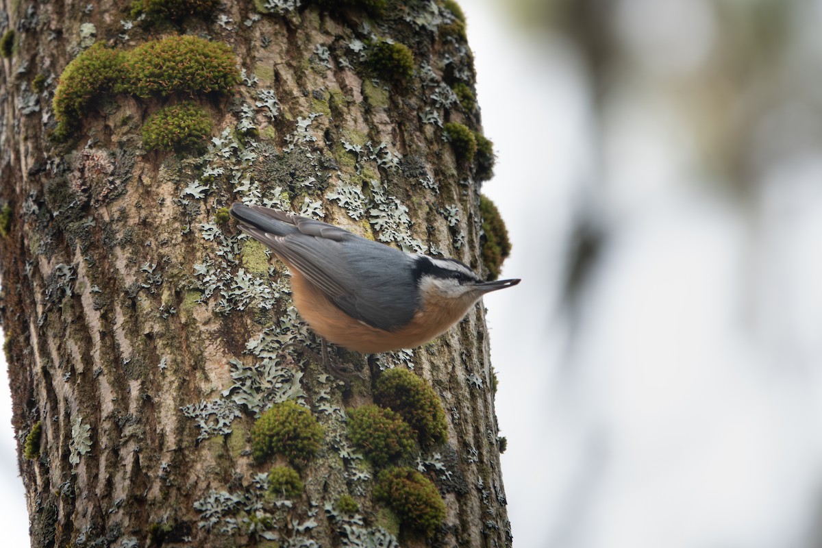 Sittelle à poitrine rousse - ML646532700
