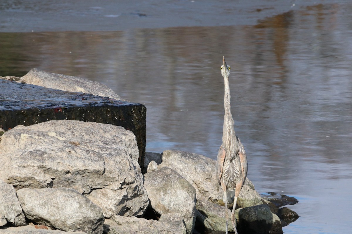 Great Blue Heron - ML646532701