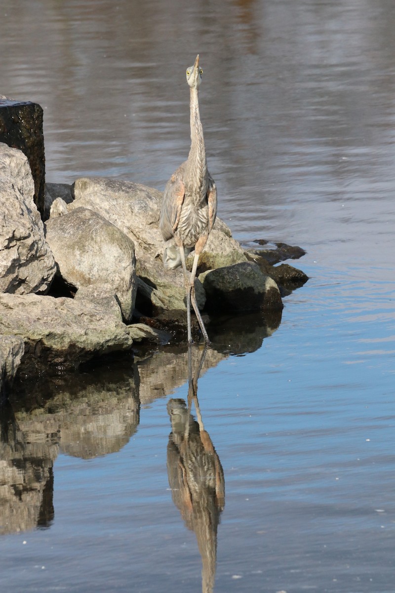 Great Blue Heron - ML646532702