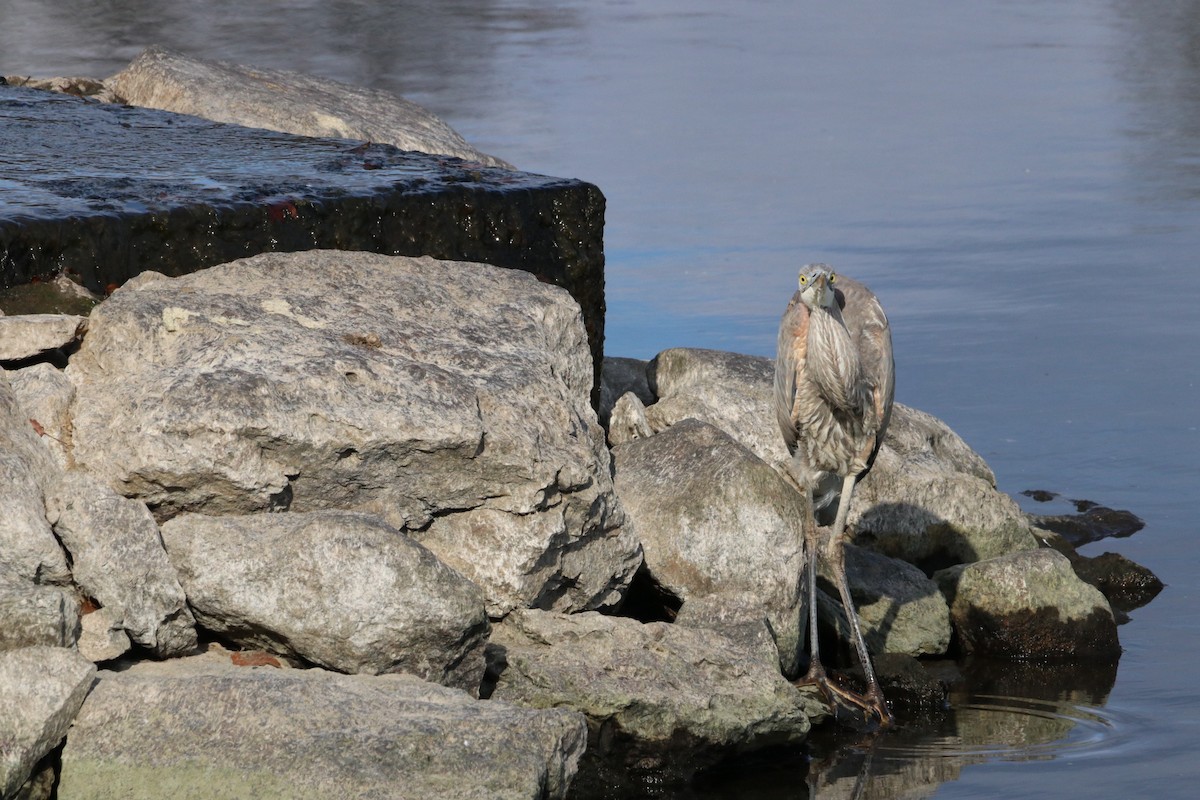 Great Blue Heron - ML646532703