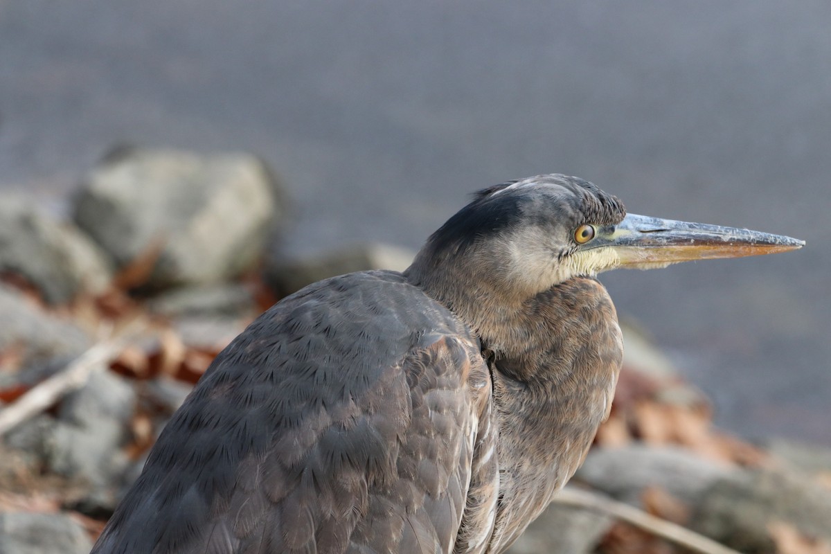 Great Blue Heron - ML646532704