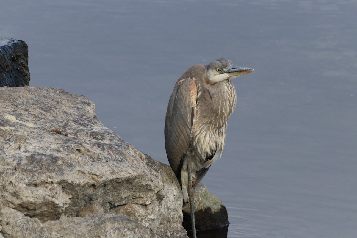 Great Blue Heron - ML646532705