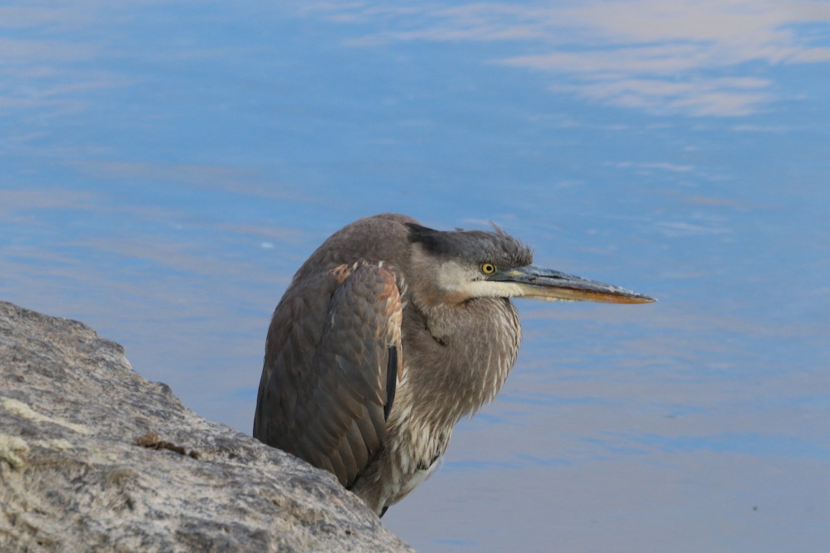 Great Blue Heron - ML646532706