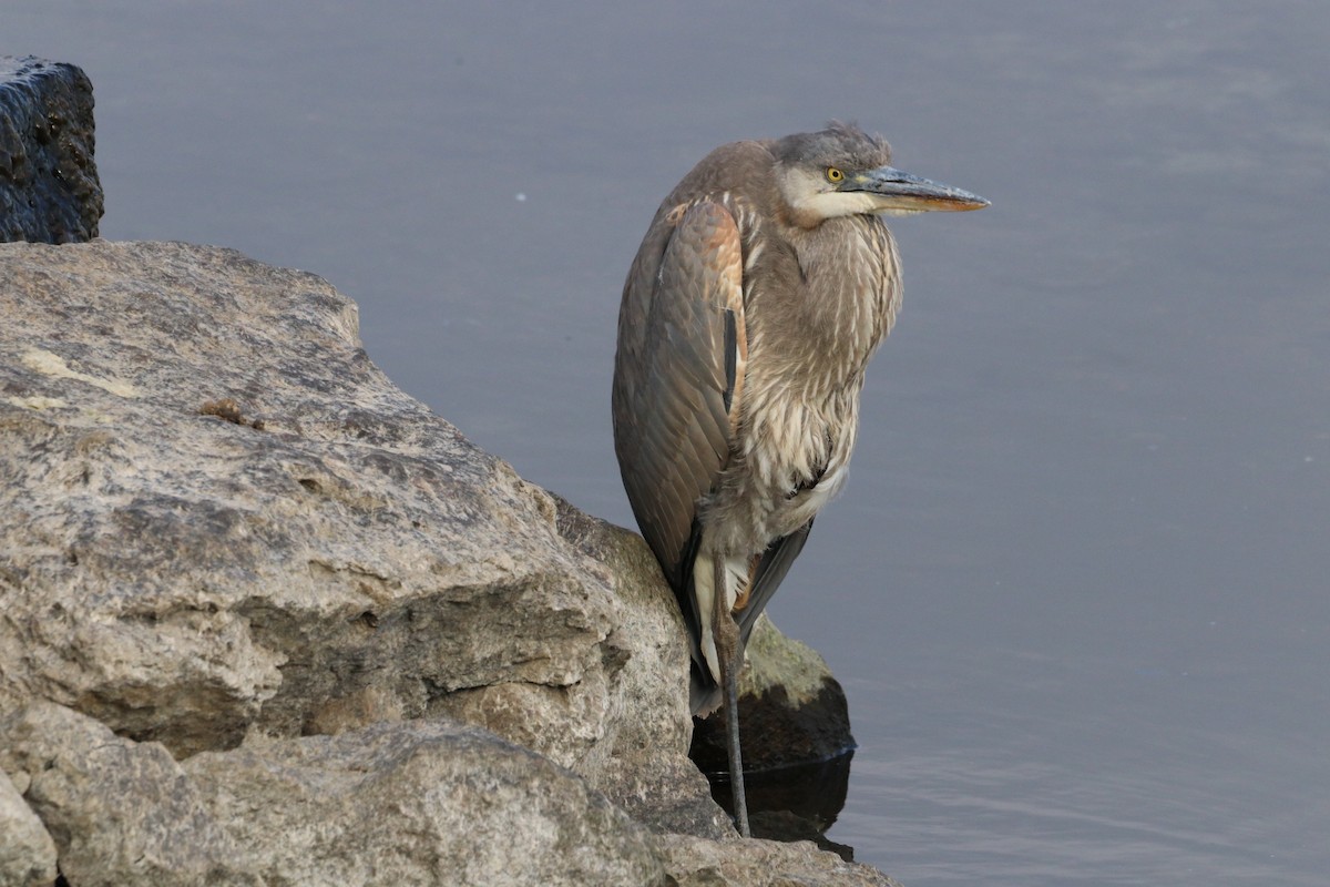 Great Blue Heron - ML646532707