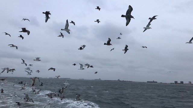 American Herring Gull - ML646532709