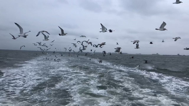 American Herring Gull - ML646532715