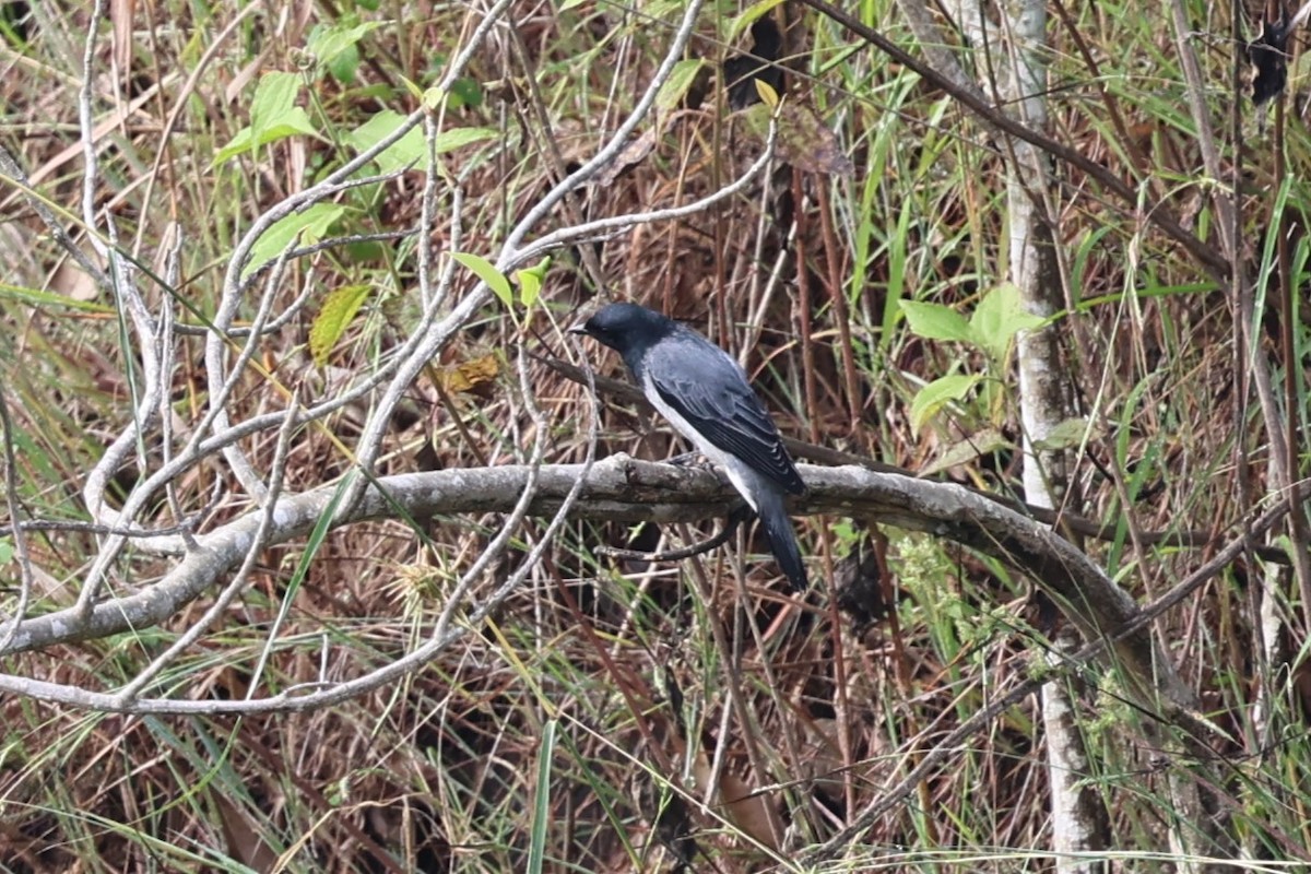Black-headed Cuckooshrike - ML646532716