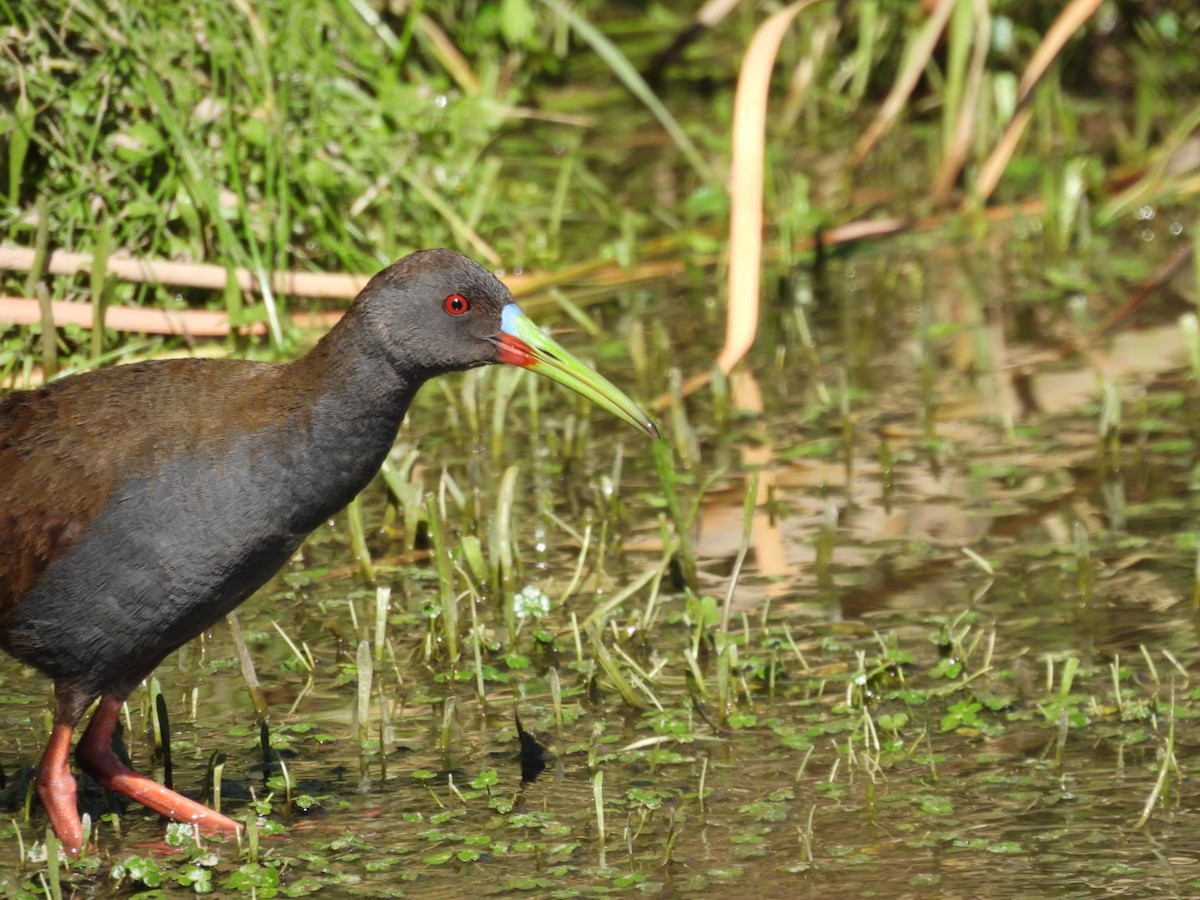 Plumbeous Rail - ML646532717