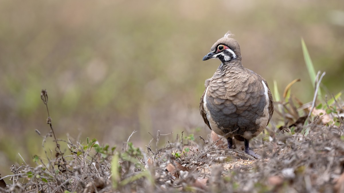 holub písmenkový - ML646532723