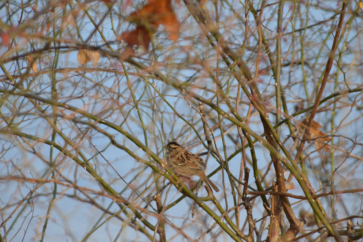 hvitstrupespurv - ML646532731