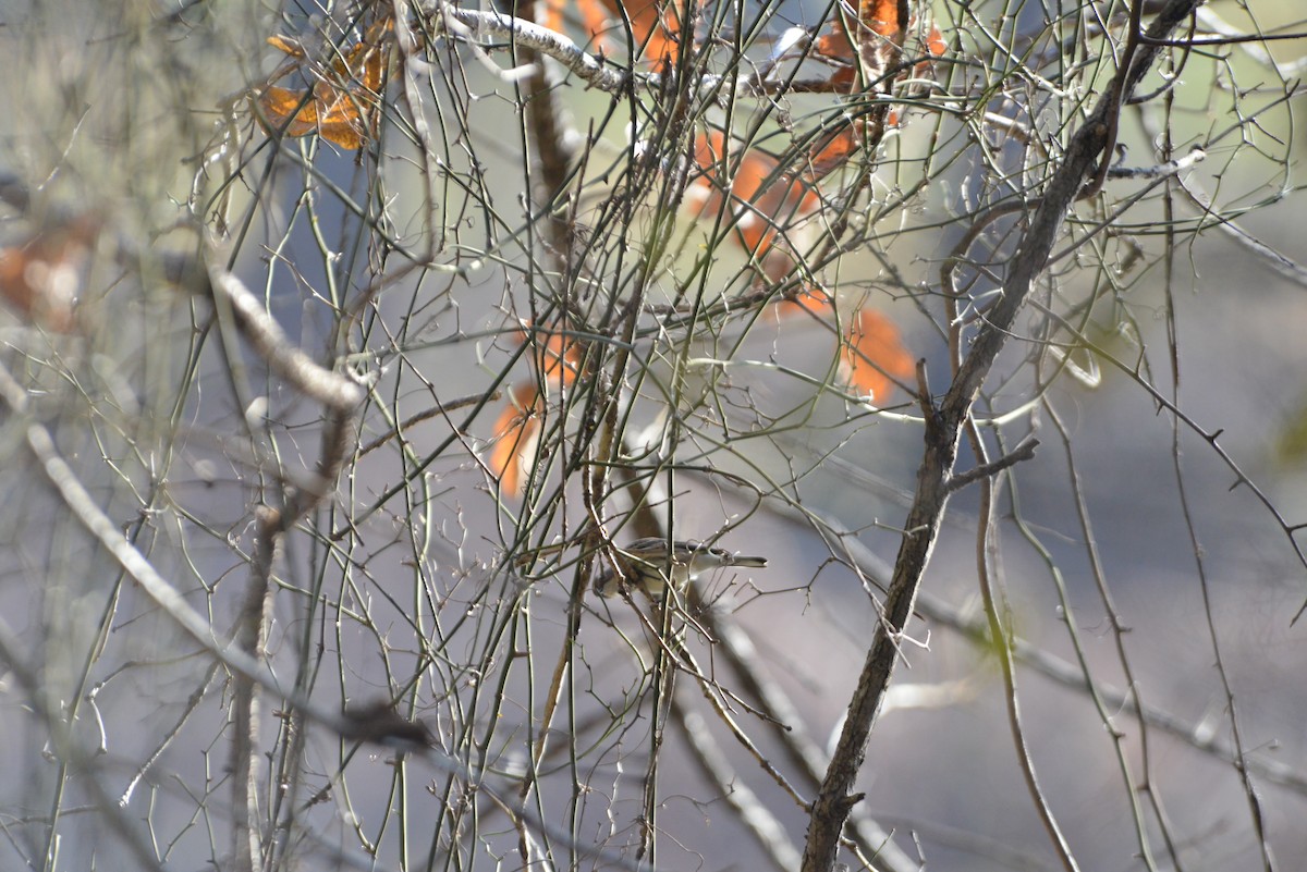 myrteparula - ML646532732