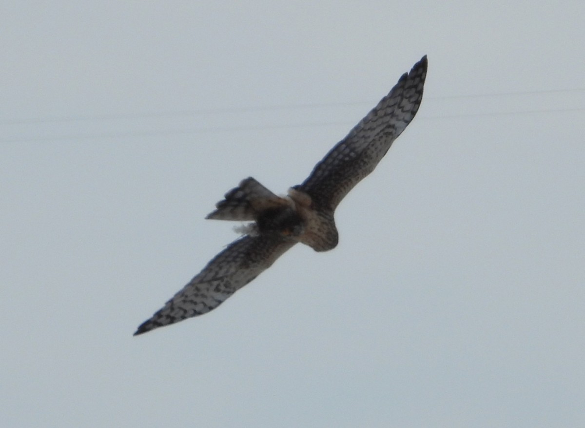 Northern Harrier - ML646532741