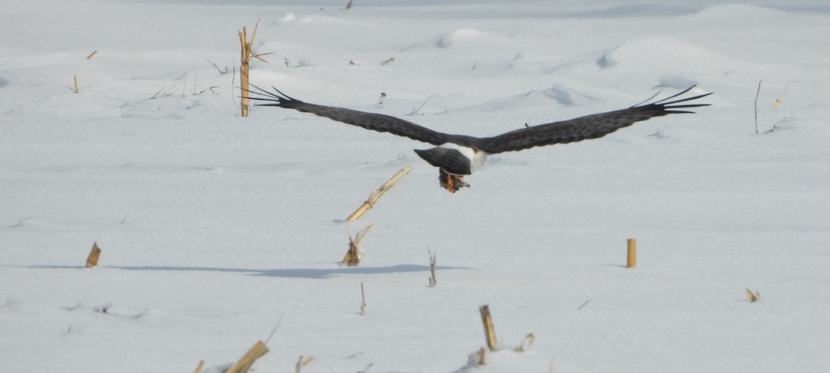 Northern Harrier - ML646532742