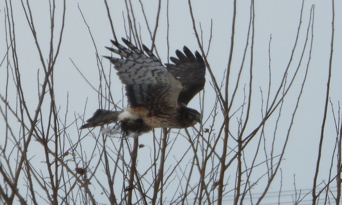 Northern Harrier - ML646532743