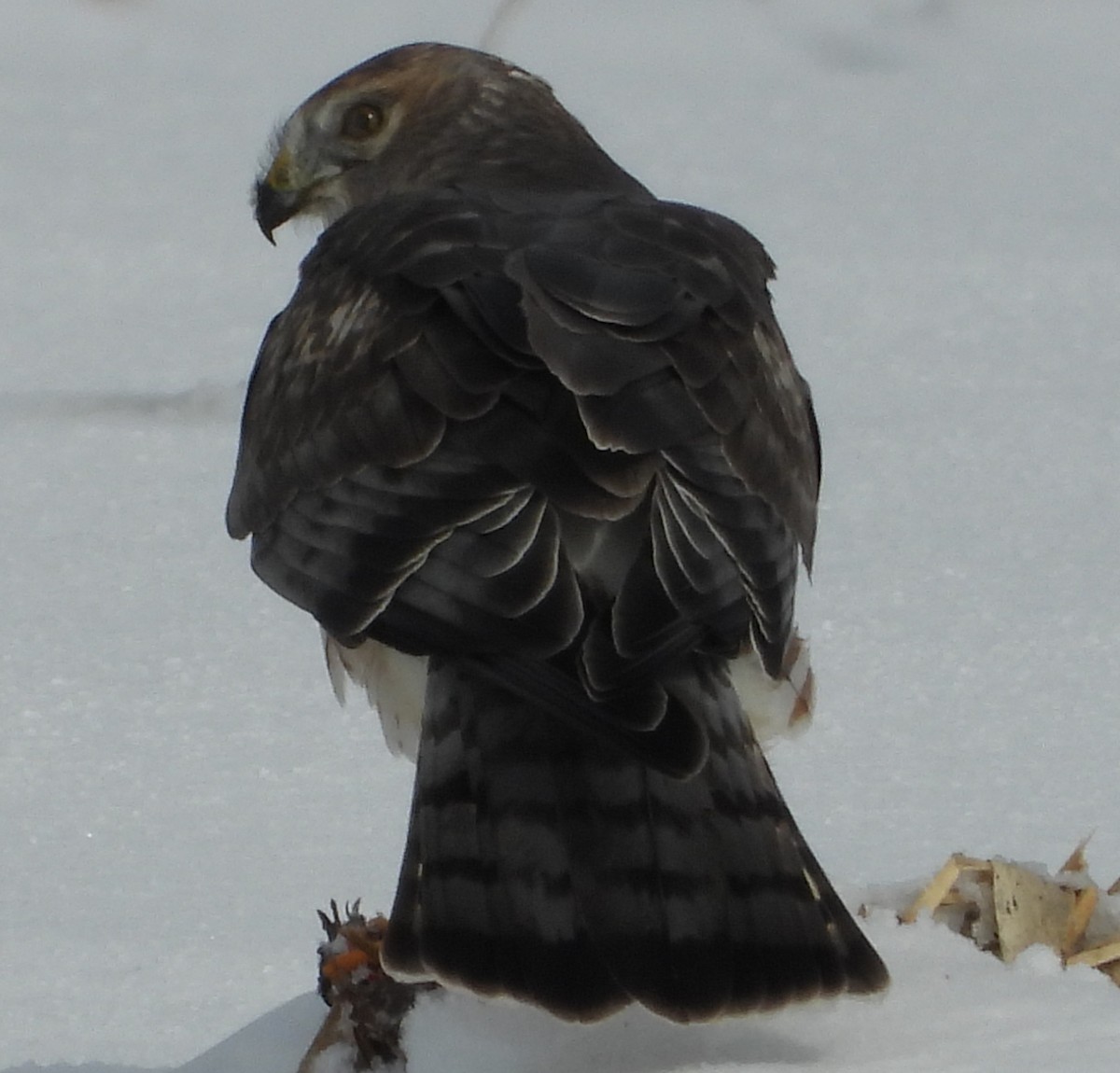 Northern Harrier - ML646532744