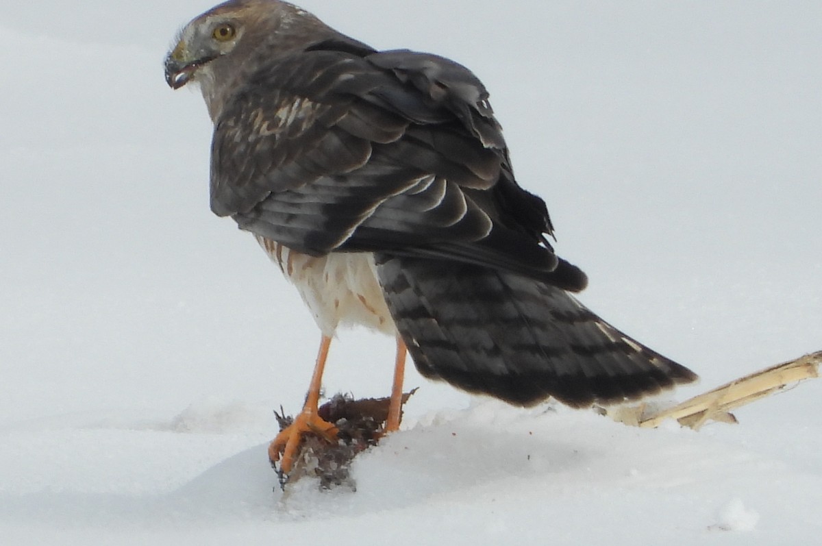 Northern Harrier - ML646532745