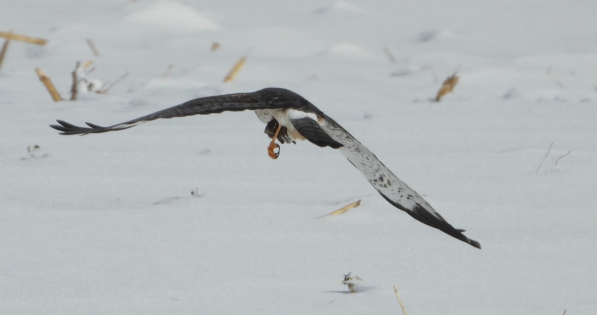 Northern Harrier - ML646532746