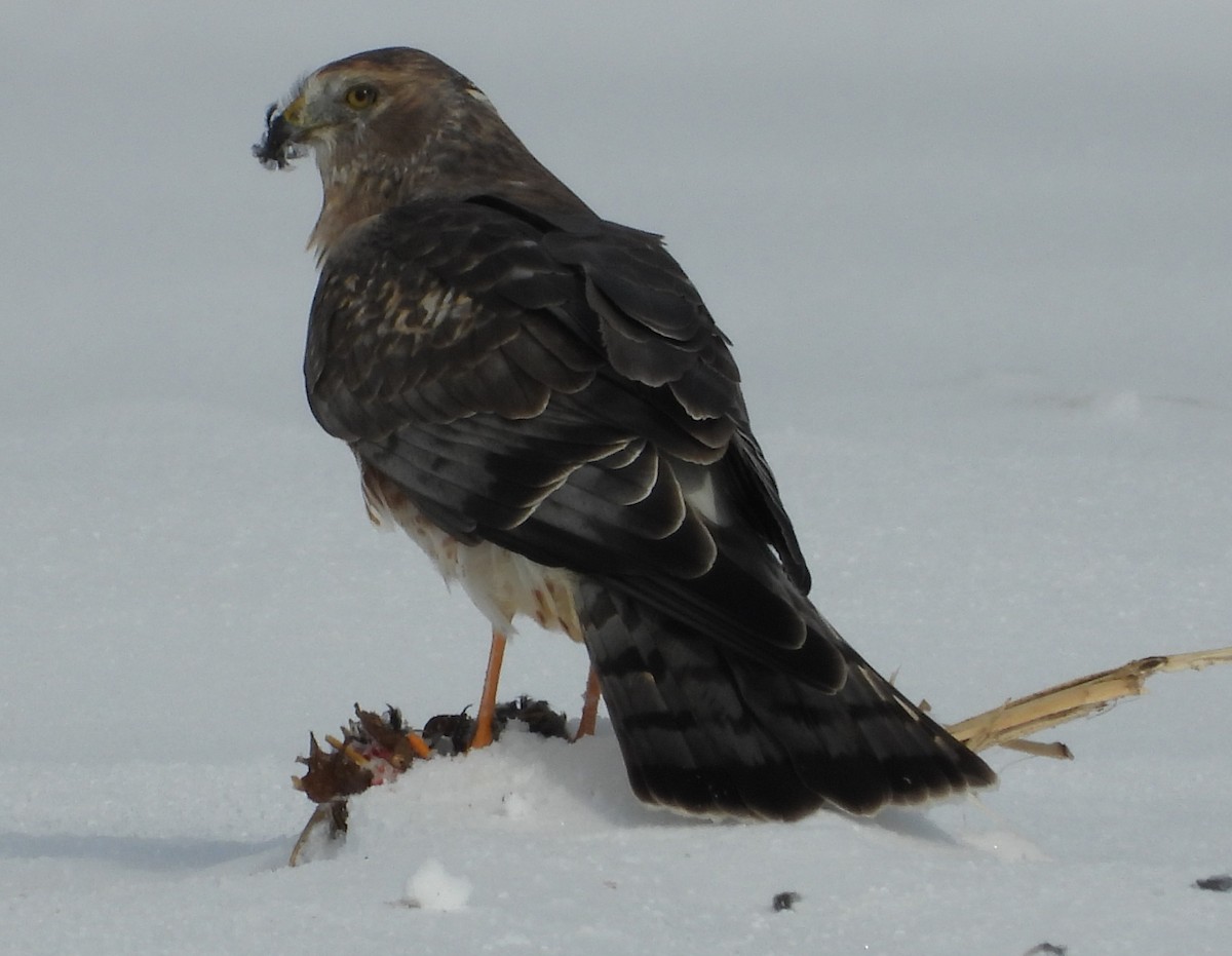 Northern Harrier - ML646532747